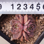 PRESALE Echeveria Roman, Double, (Random)