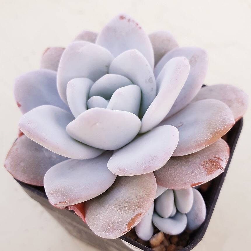 PRESALE Echeveria Lauii Double, (Random)