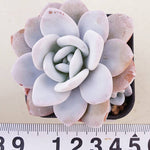 PRESALE Echeveria Lauii Double, (Random)