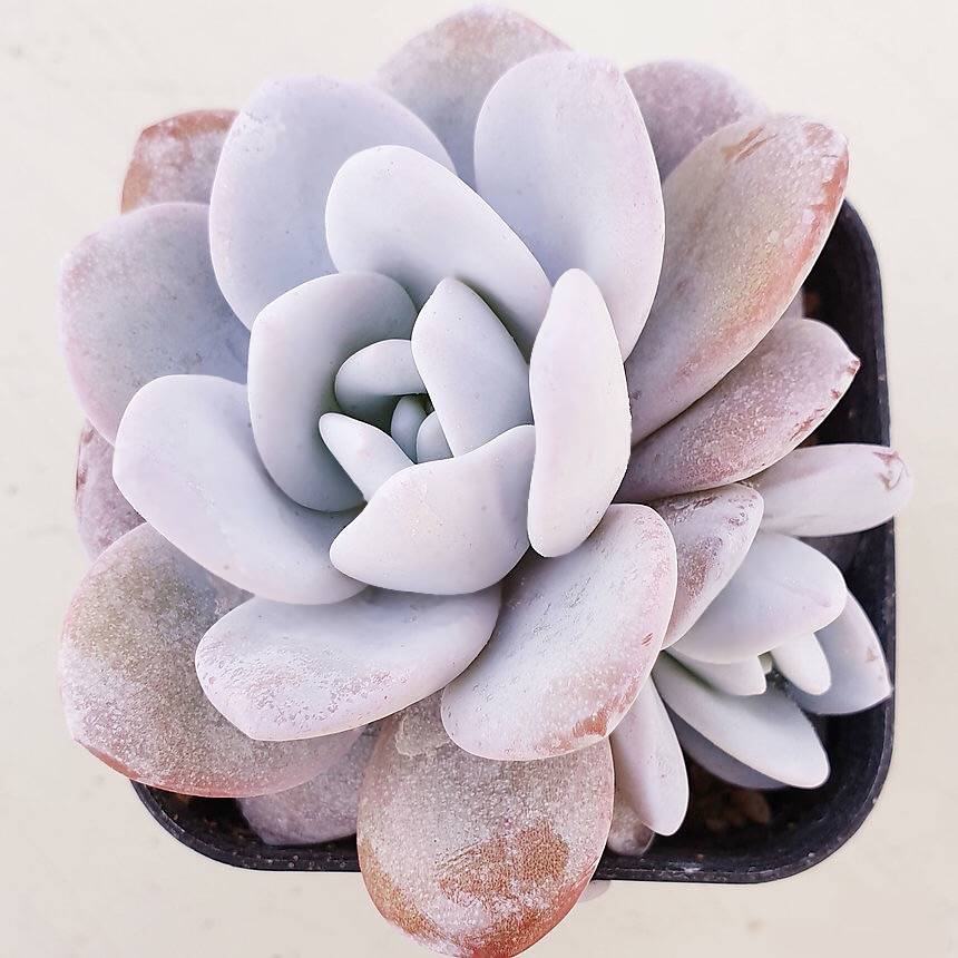 PRESALE Echeveria Lauii Double, (Random)