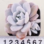 PRESALE Echeveria Lauii Double, (Random)