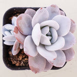 PRESALE Echeveria Lauii Double, (Random)