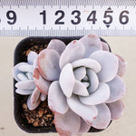 PRESALE Echeveria Lauii Double, (Random)