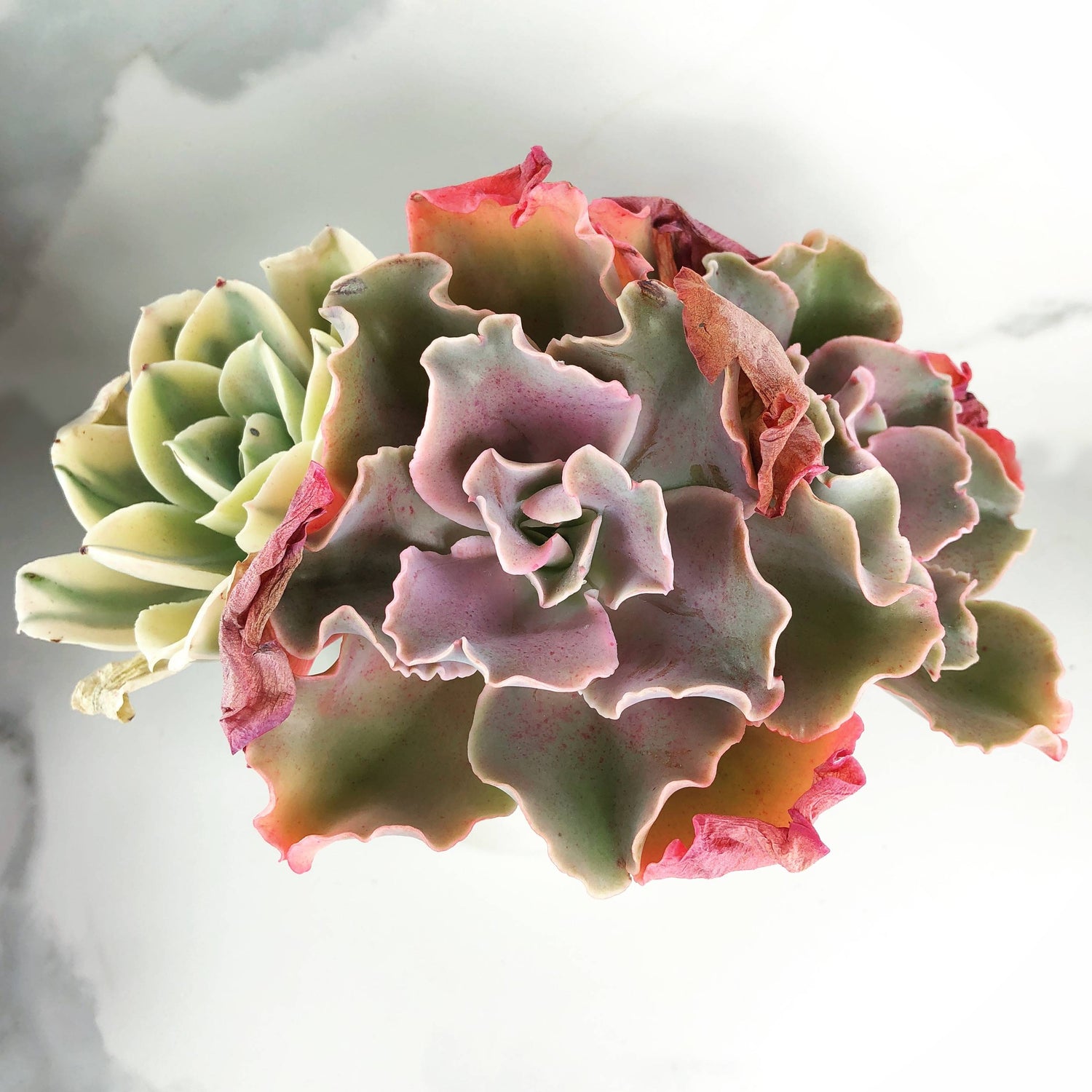 IMG_4366_1500x1500.JPG?v=