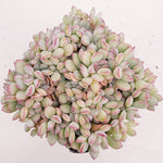 PRESALE Echeveria Brave Cristatas, (Random)