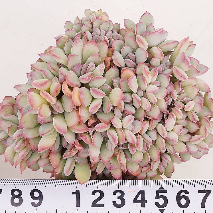 PRESALE Echeveria Brave Cristatas, (Random)