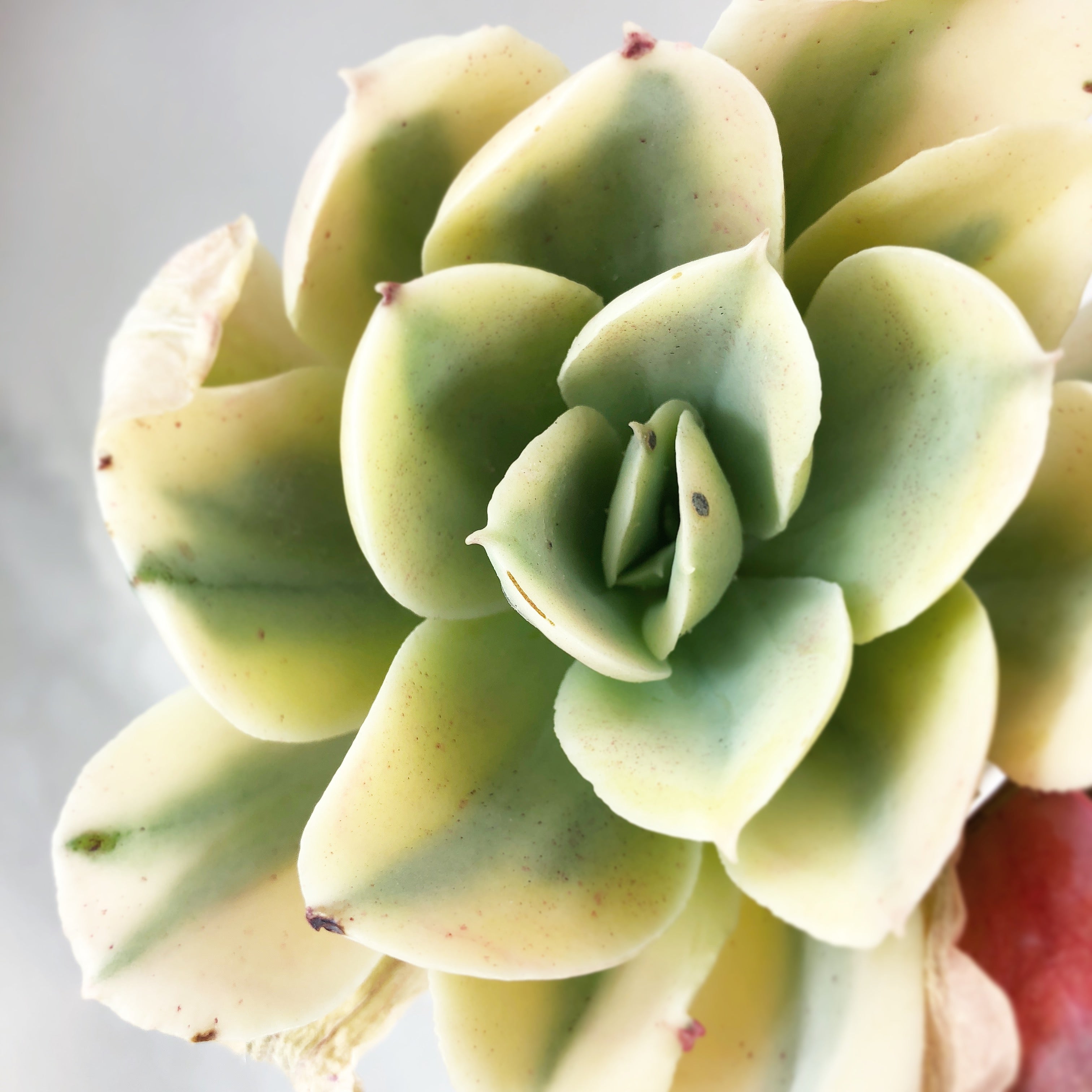 Echeveria Japan Moon River, (Triple) – Cedar Creek Farmhouse