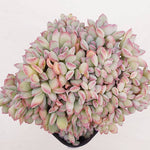 PRESALE Echeveria Brave Cristatas, (Random)