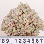 PRESALE Echeveria Brave Cristatas, (Random)