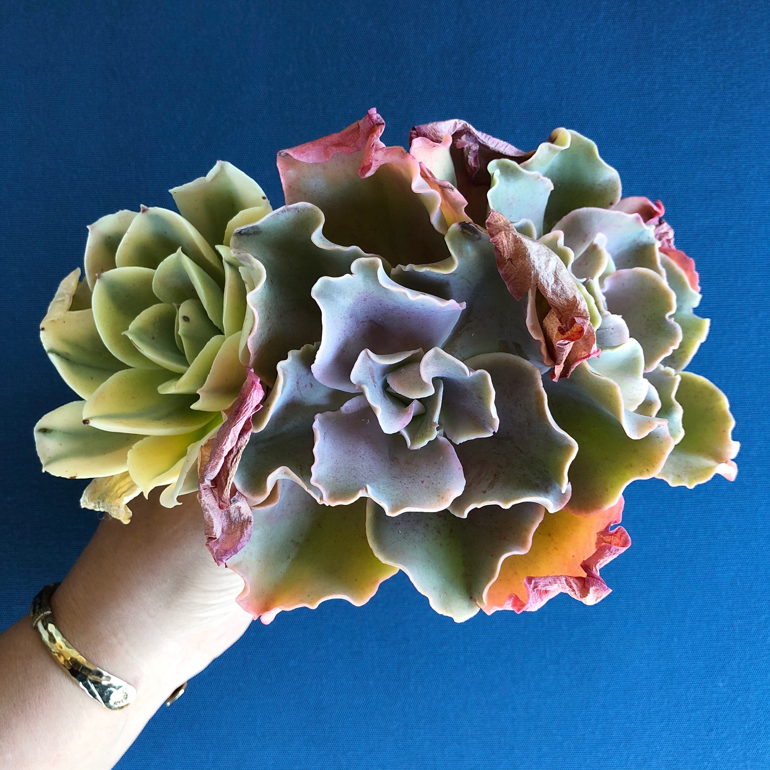 japan moon river succulent Echeveria Japan Moon River, (Triple) – Cedar Creek Farmhouse