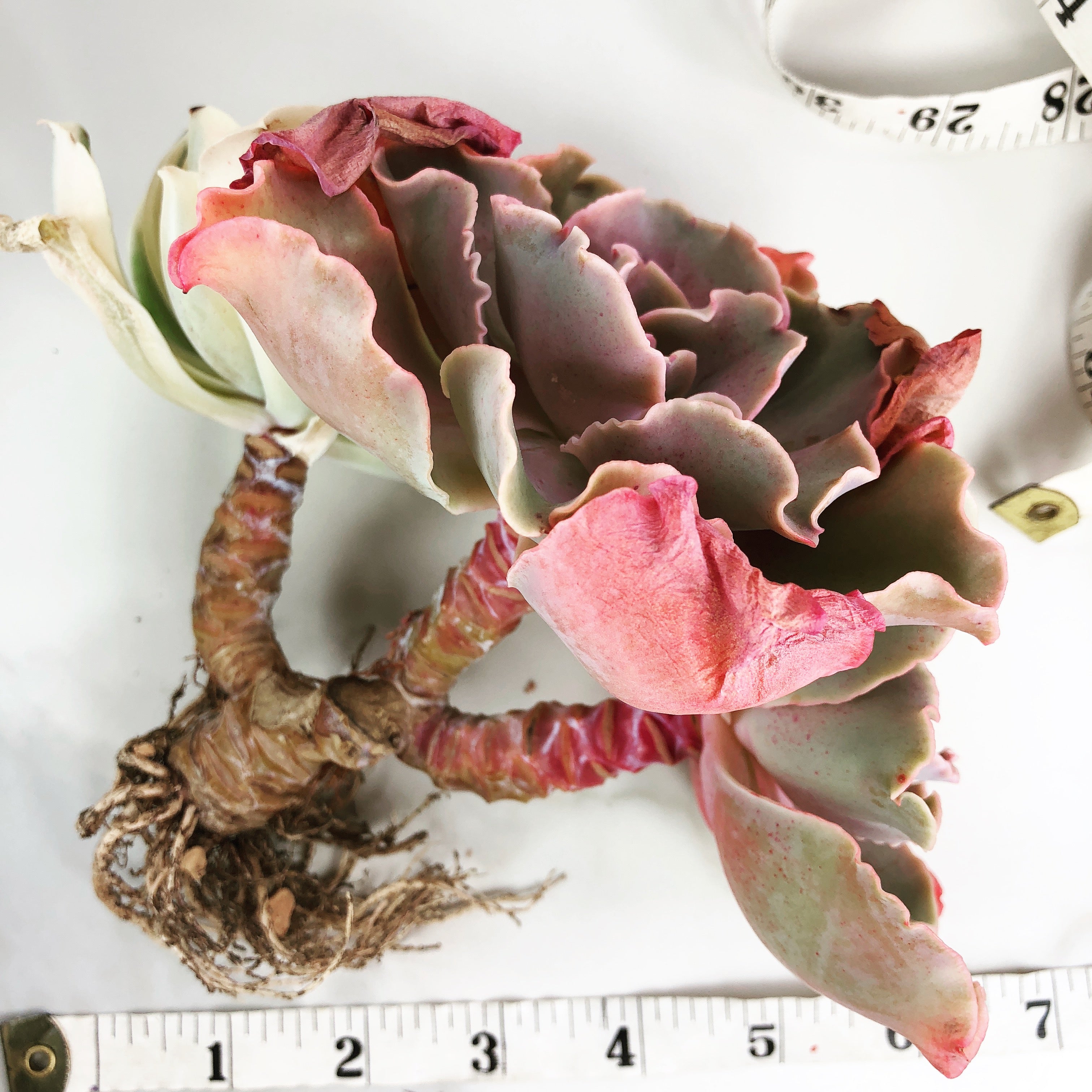 japan moon river succulent Echeveria Japan Moon River, (Triple) – Cedar Creek Farmhouse