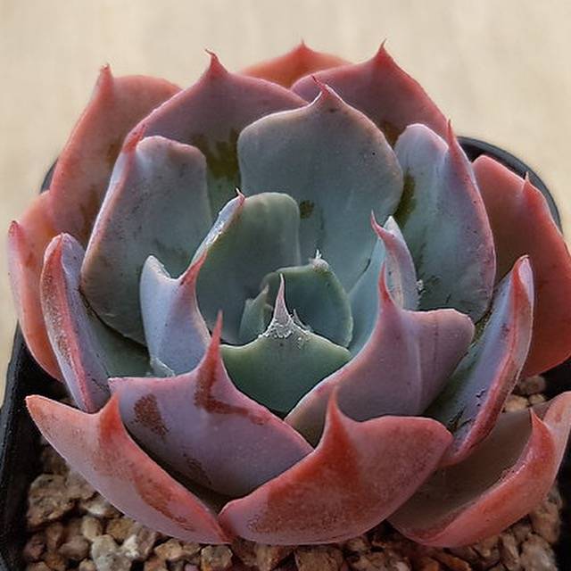 Echeveria Color Liner, (Random)