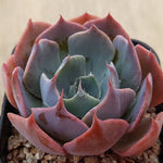 Echeveria Color Liner, (Random)