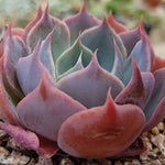 Echeveria Color Liner, (Random)