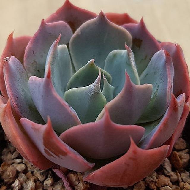 Echeveria Color Liner, (Random)