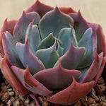 Echeveria Color Liner, (Random)