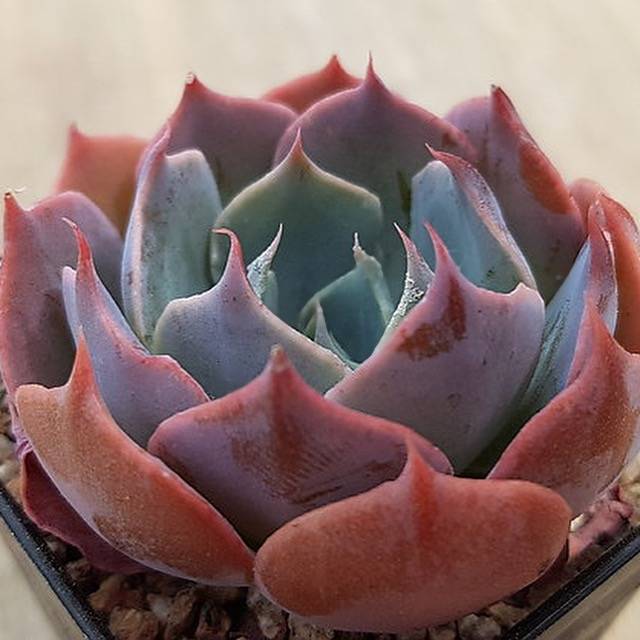 Echeveria Color Liner, (Random)