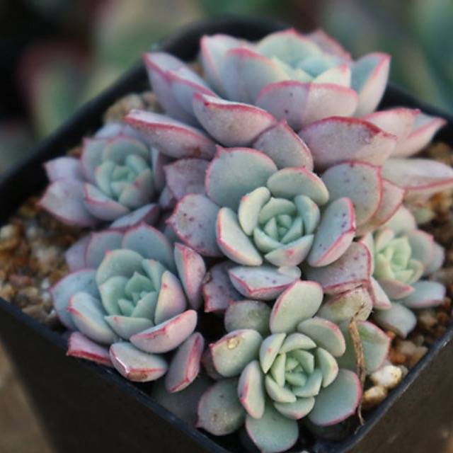 PRESALE Echeveria Subcorymbosa Lau 026, (Random)