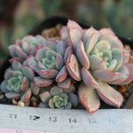 PRESALE Echeveria Subcorymbosa Lau 026, (Random)