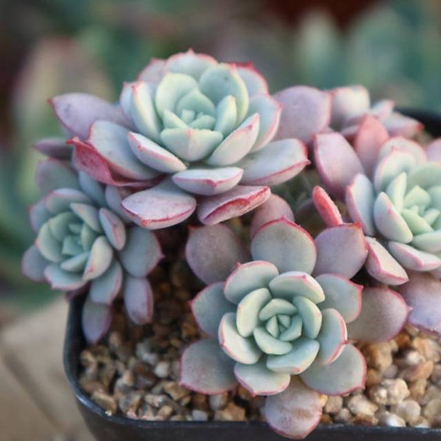 PRESALE Echeveria Subcorymbosa Lau 026, (Random)