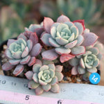 PRESALE Echeveria Subcorymbosa Lau 026, (Random)