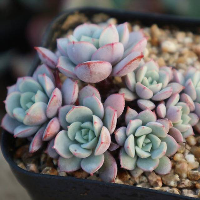 PRESALE Echeveria Subcorymbosa Lau 026, (Random)