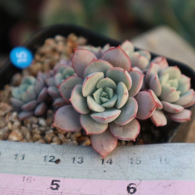 PRESALE Echeveria Subcorymbosa Lau 026, (Random)