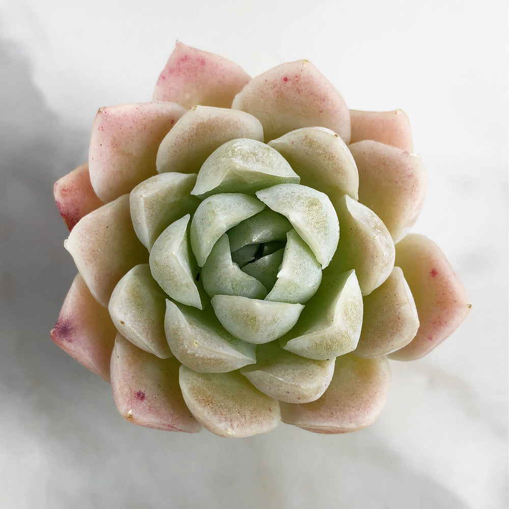 Echeveria Hughmillus