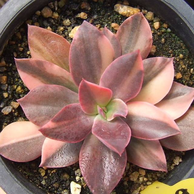Echeveria Hanaikada, (Exact Plant)