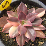 Echeveria Hanaikada, (Exact Plant)