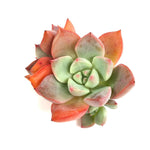 PRESALE Echeveria Echoes, (Not so Random)