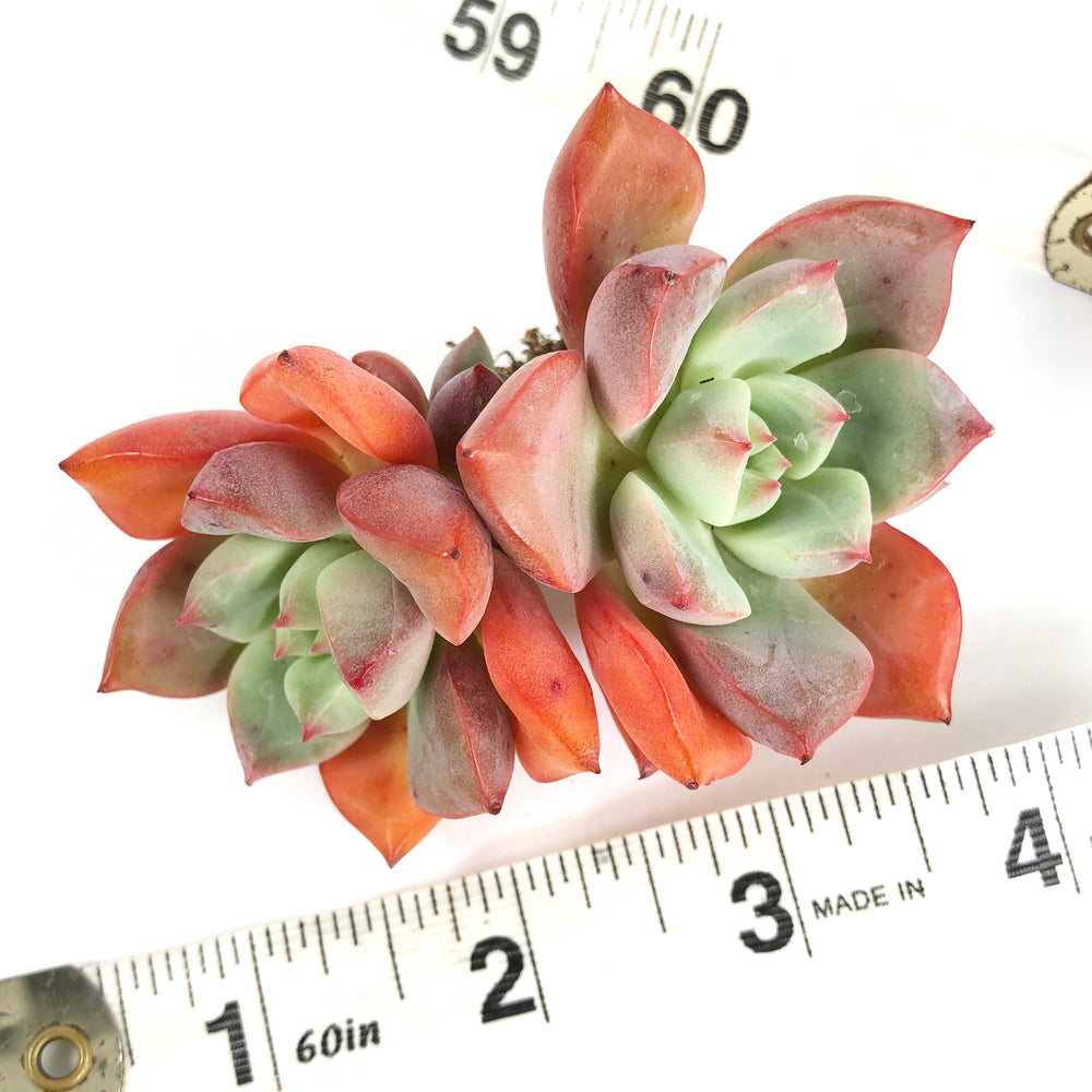 Echeveria Echoes