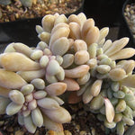 PRESALE Echeveria Cremneria 'Expatriata' f. Cristata, (Random)