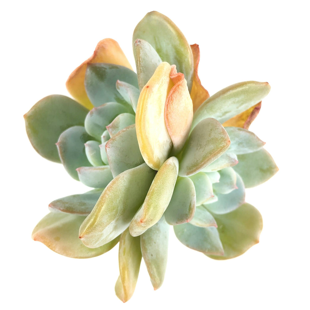 Echeveria Lauii Hybrid, Double