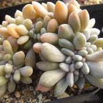 PRESALE Echeveria Cremneria 'Expatriata' f. Cristata, (Random)