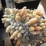 PRESALE Echeveria Cremneria 'Expatriata' f. Cristata, (Random)