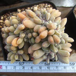 PRESALE Echeveria Cremneria 'Expatriata' f. Cristata, (Random)