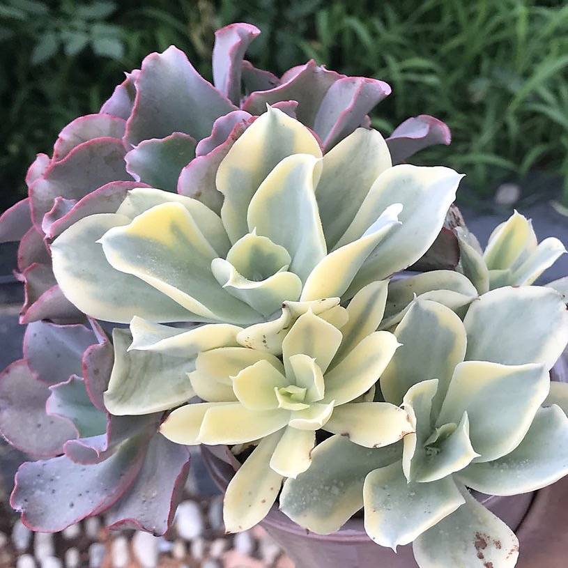 japan moon river succulent Echeveria Japan Moon River Sp, (Not so Random)