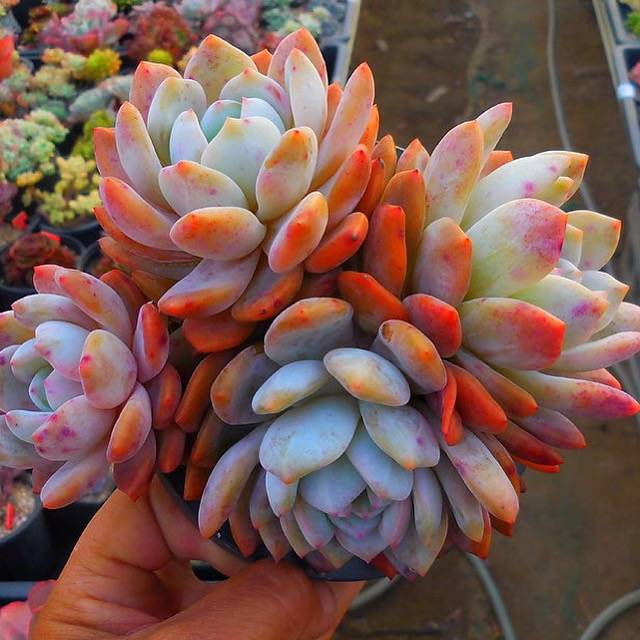 PRESALE Echeveria Lau x Lindsayana, Massive Cluster, (Not So Random)
