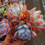 PRESALE Echeveria Lau x Lindsayana, Massive Cluster, (Not So Random)