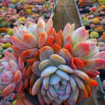 PRESALE Echeveria Lau x Lindsayana, Massive Cluster, (Not So Random)