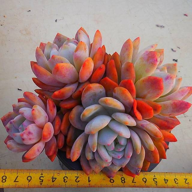 PRESALE Echeveria Lau x Lindsayana, Massive Cluster, (Not So Random)