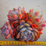 PRESALE Echeveria Lau x Lindsayana, Massive Cluster, (Not So Random)