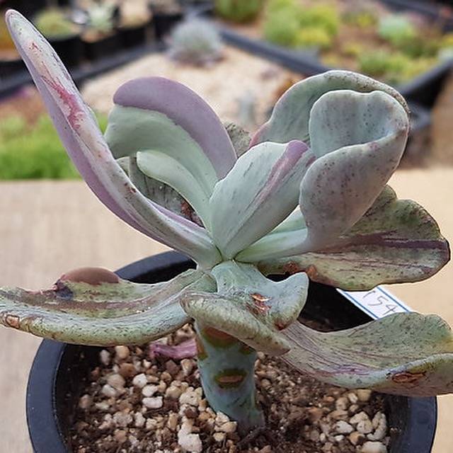 joy succulents Echeveria Jocelyn's Joy, Variegata (Exact Plant)