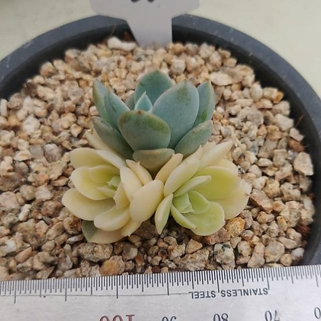 WHITE PEACOCK! Variegated Akaihosi Triple, Two Fully Albino Heads