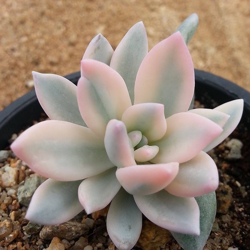 PRESALE Echeveria SIMONOASA, Pupping, (Not So Random)