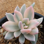 PRESALE Echeveria SIMONOASA, Pupping, (Not So Random)