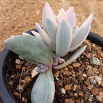 PRESALE Echeveria SIMONOASA, Pupping, (Not So Random)