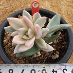 PRESALE Echeveria SIMONOASA, Pupping, (Not So Random)