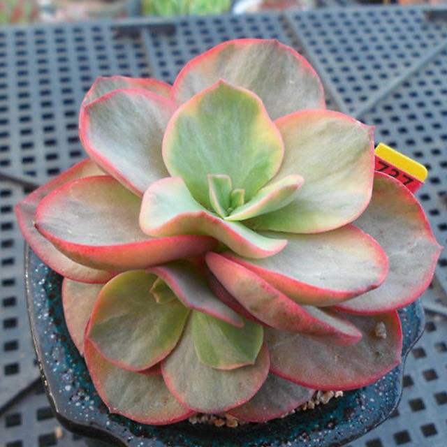 suyon succulent Echeveria Suyon, Variegata, (Random)